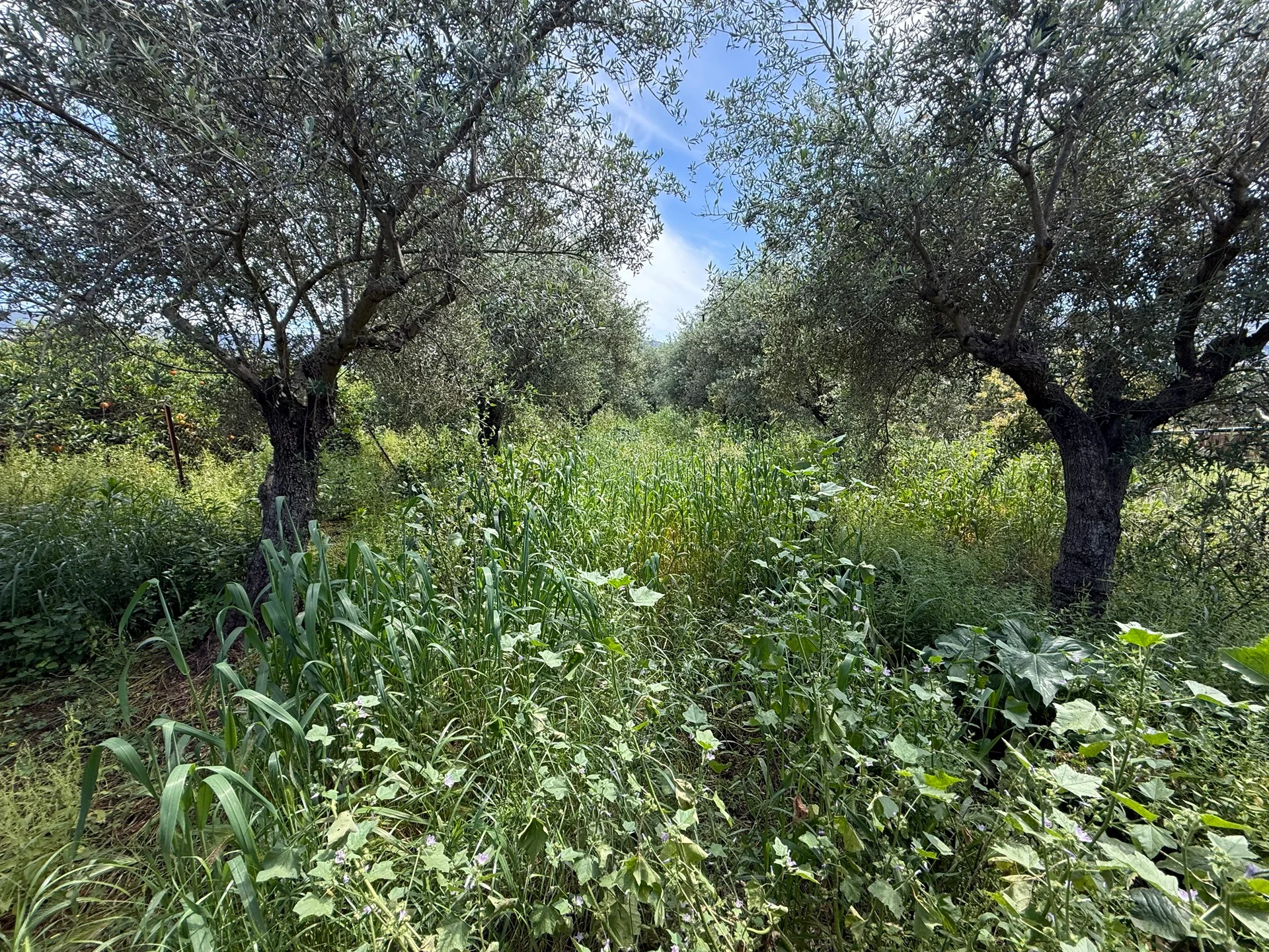 Gallery image 5