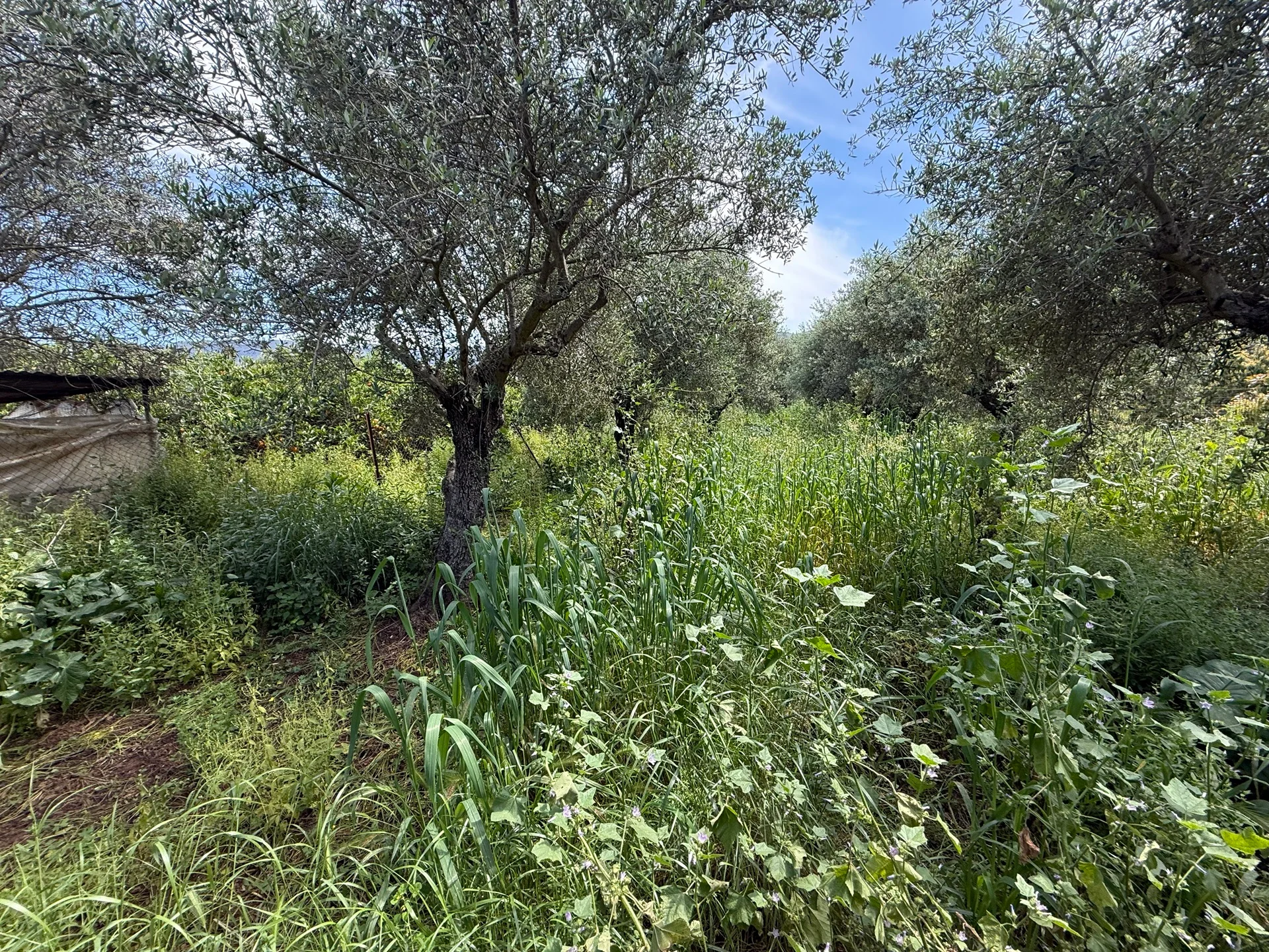 Gallery image 6
