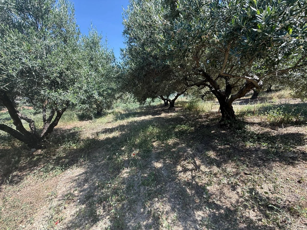 Gallery image 12