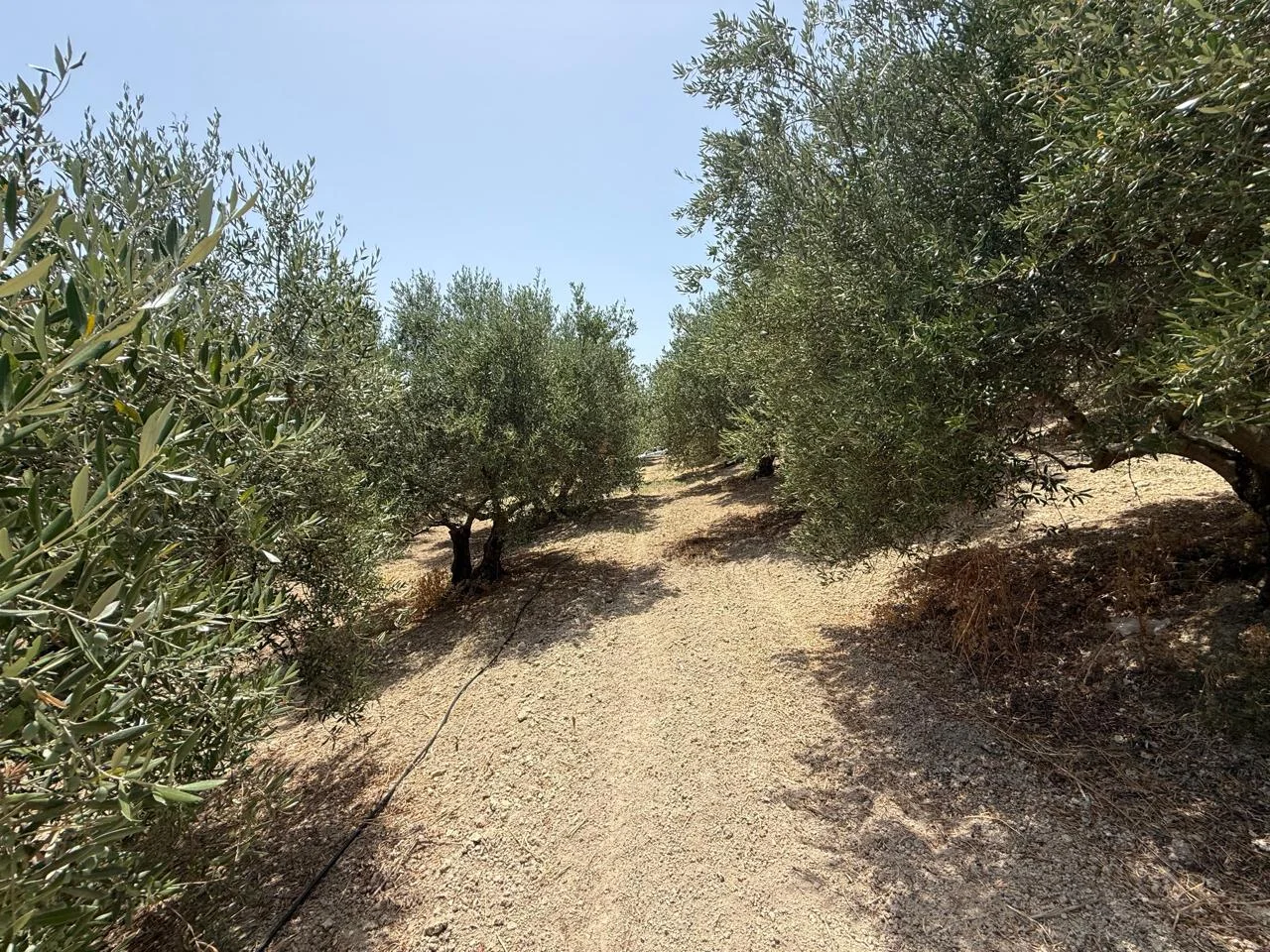 Gallery image 5
