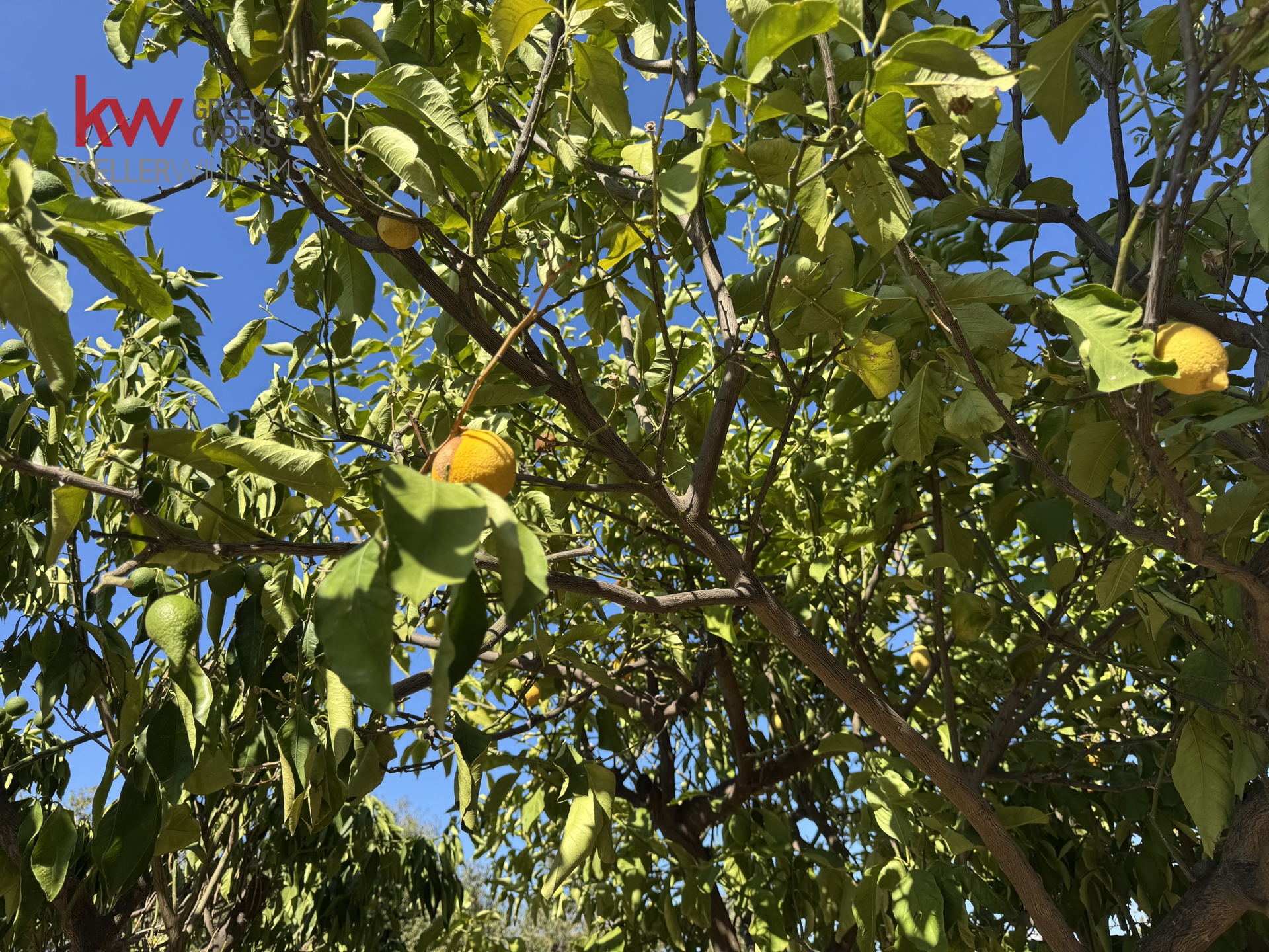 Gallery image 21