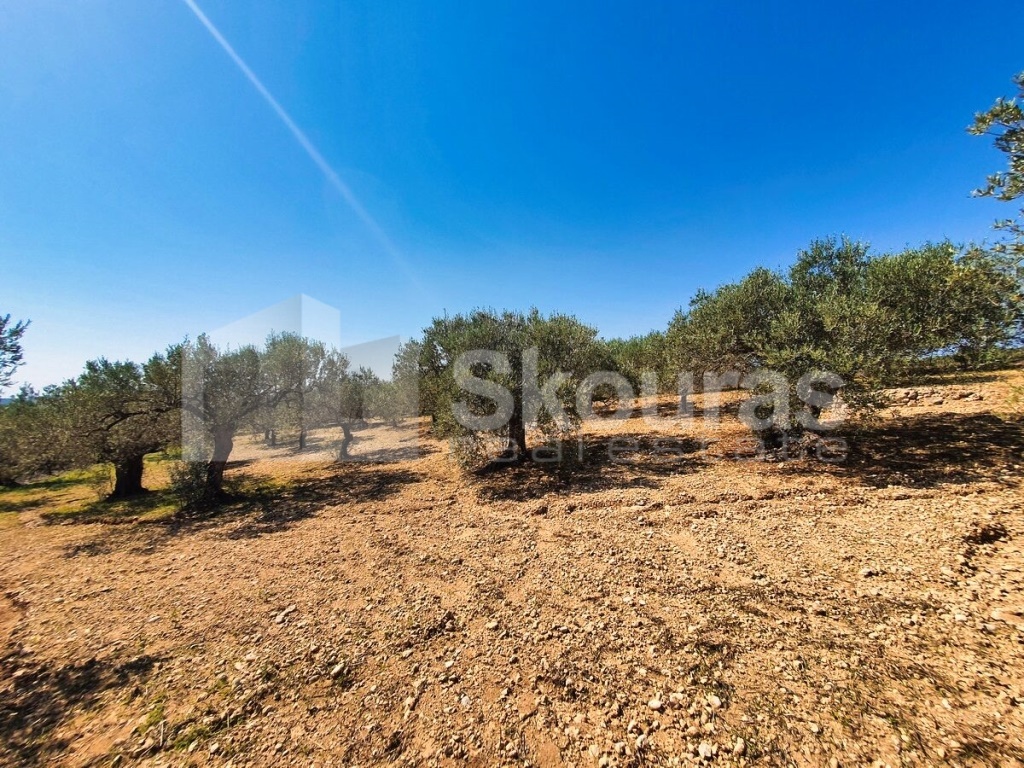 Gallery image 25