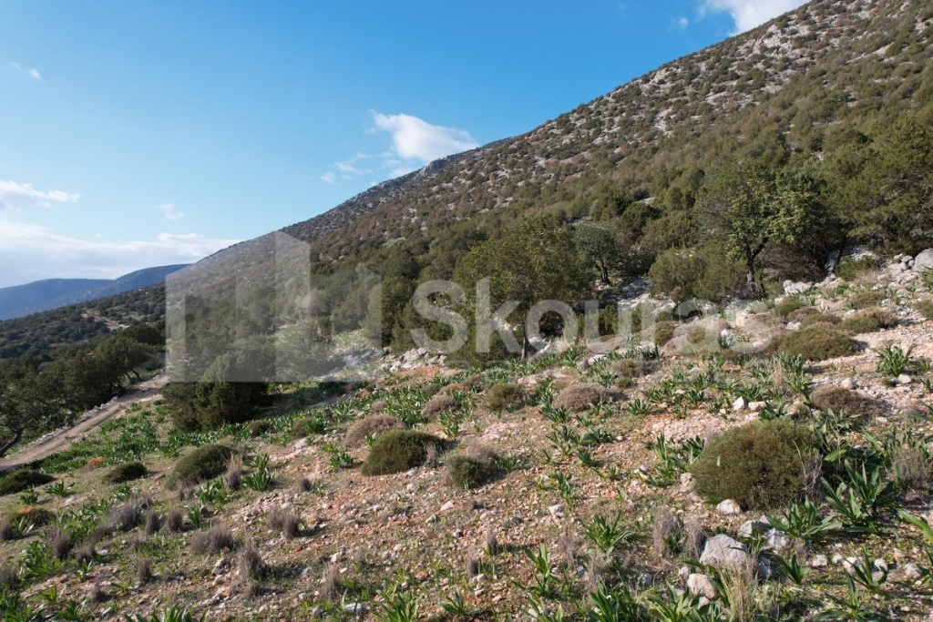 Gallery image 13