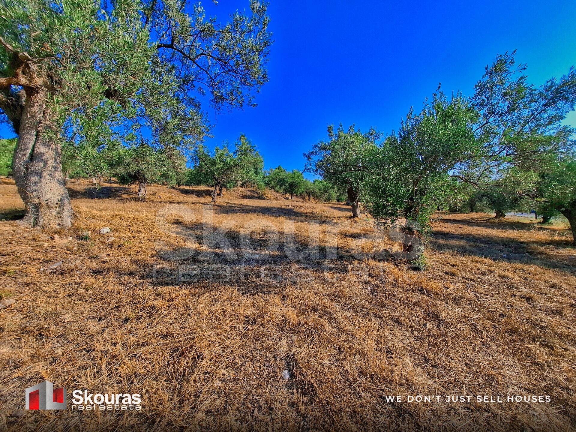 Gallery image 13