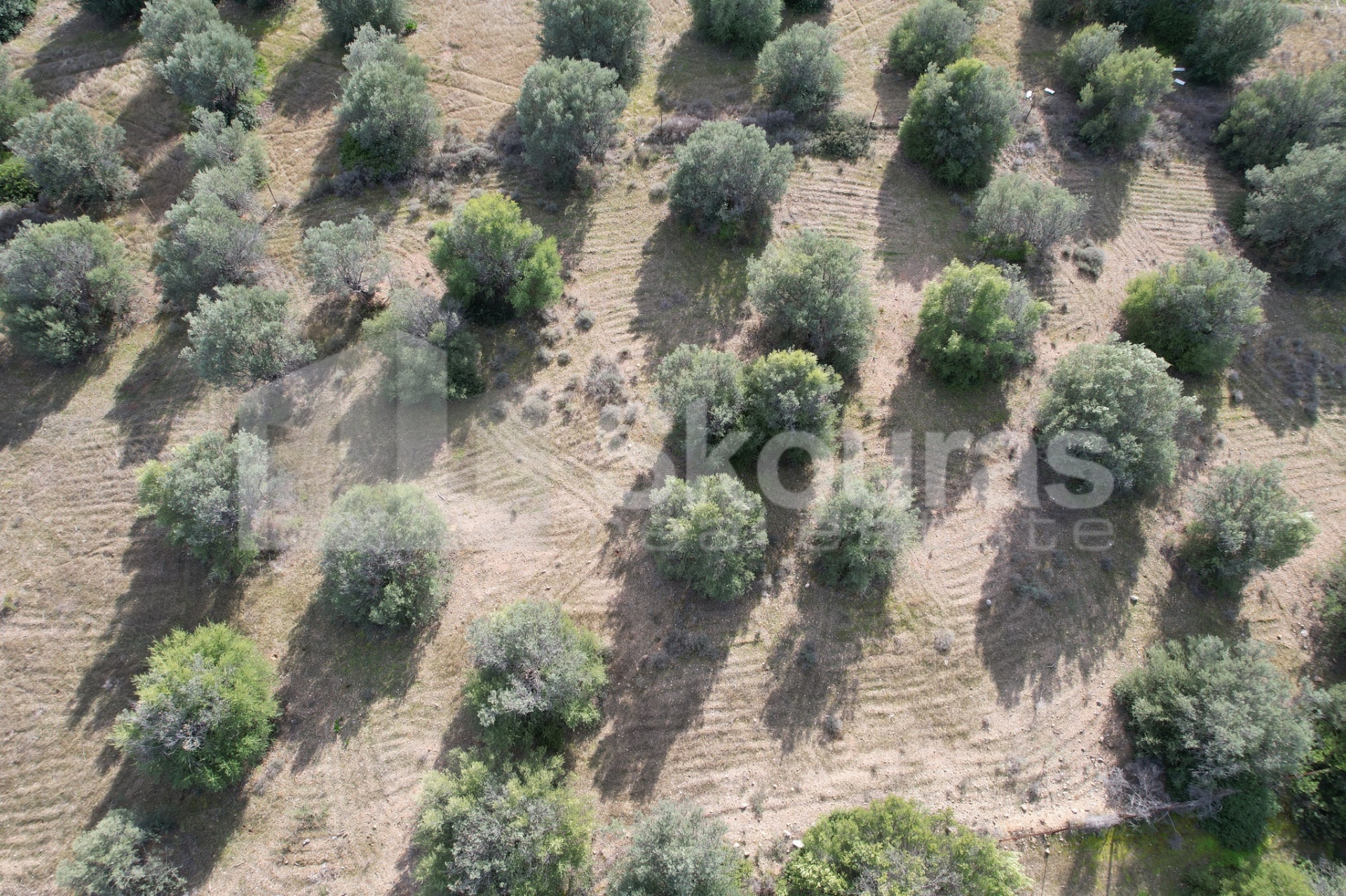 Gallery image 11