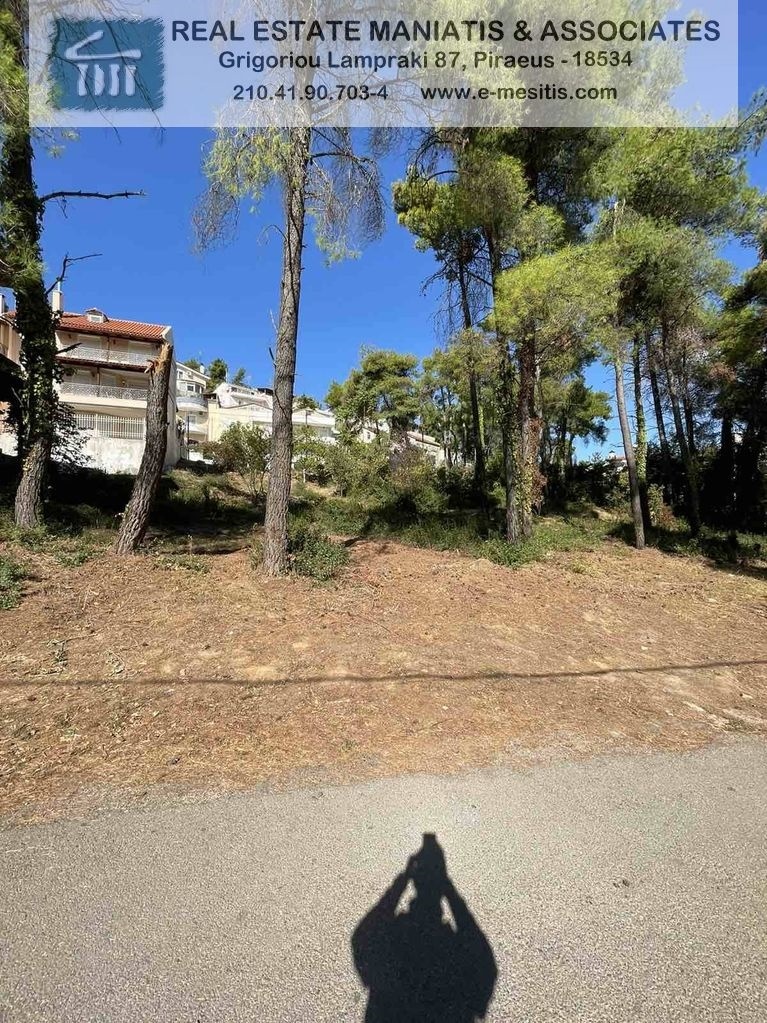 Gallery image 15