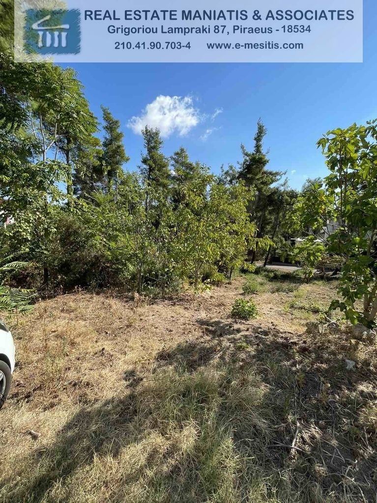 Gallery image 13