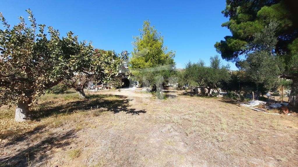 Gallery image 19