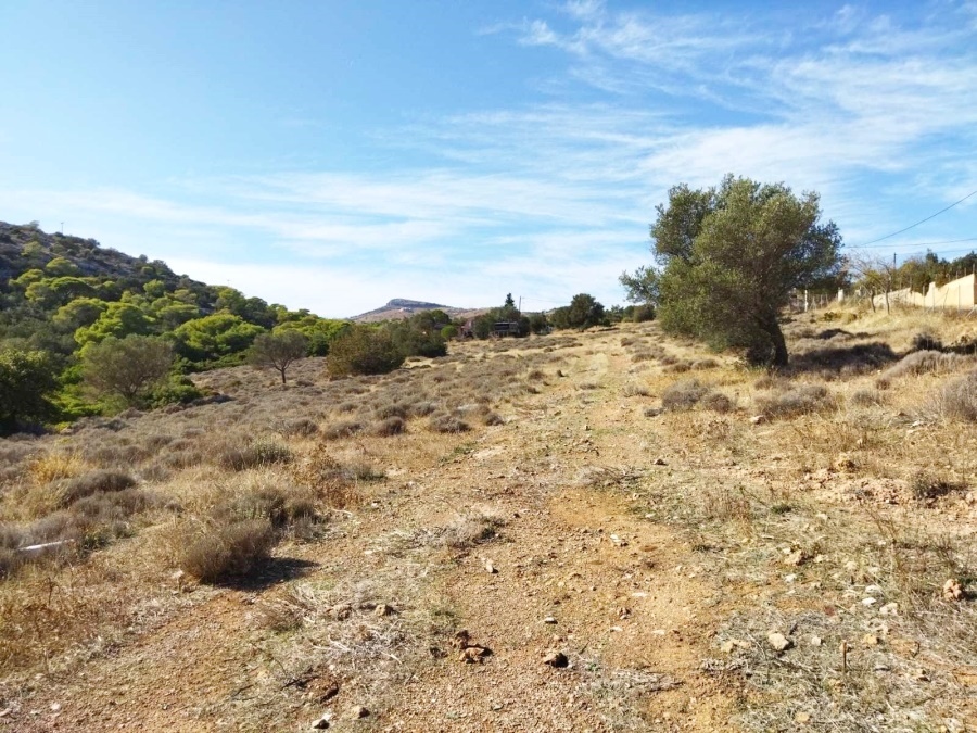 Gallery image 12