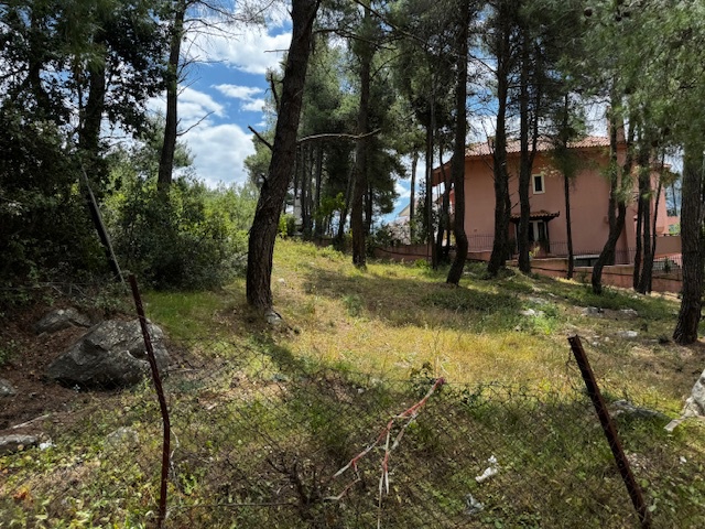 Gallery image 6