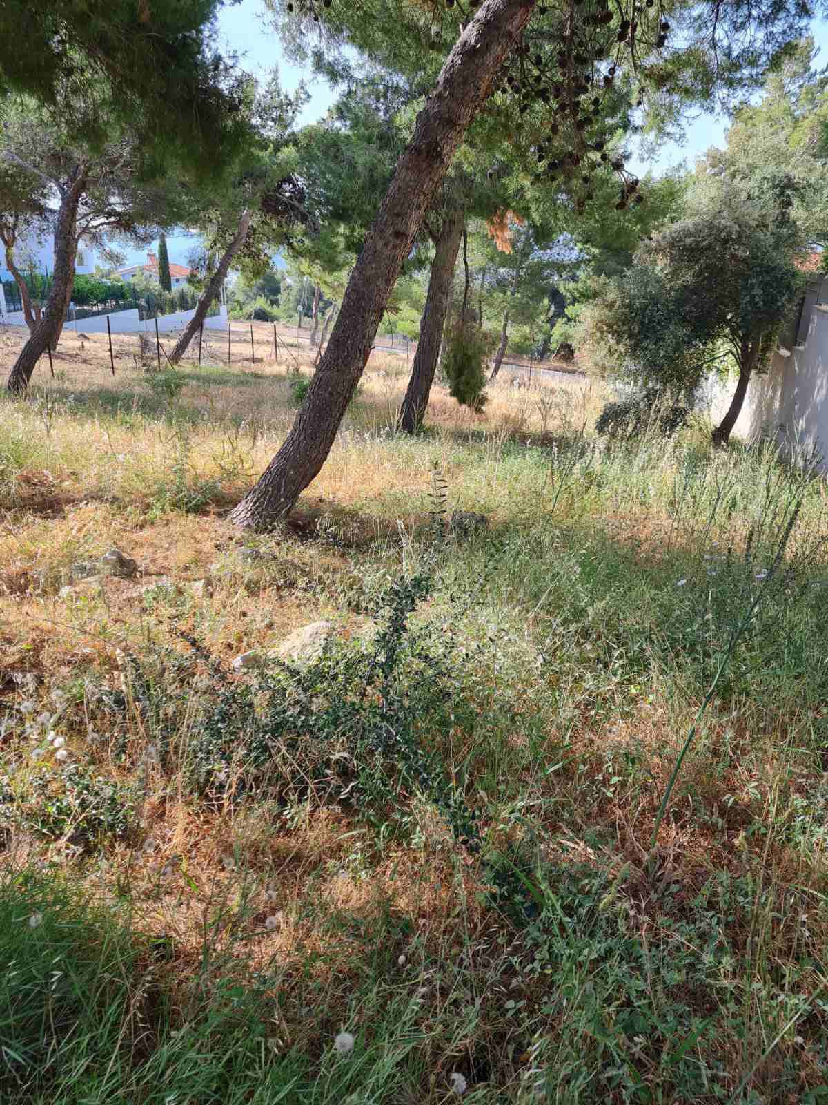 Gallery image 7