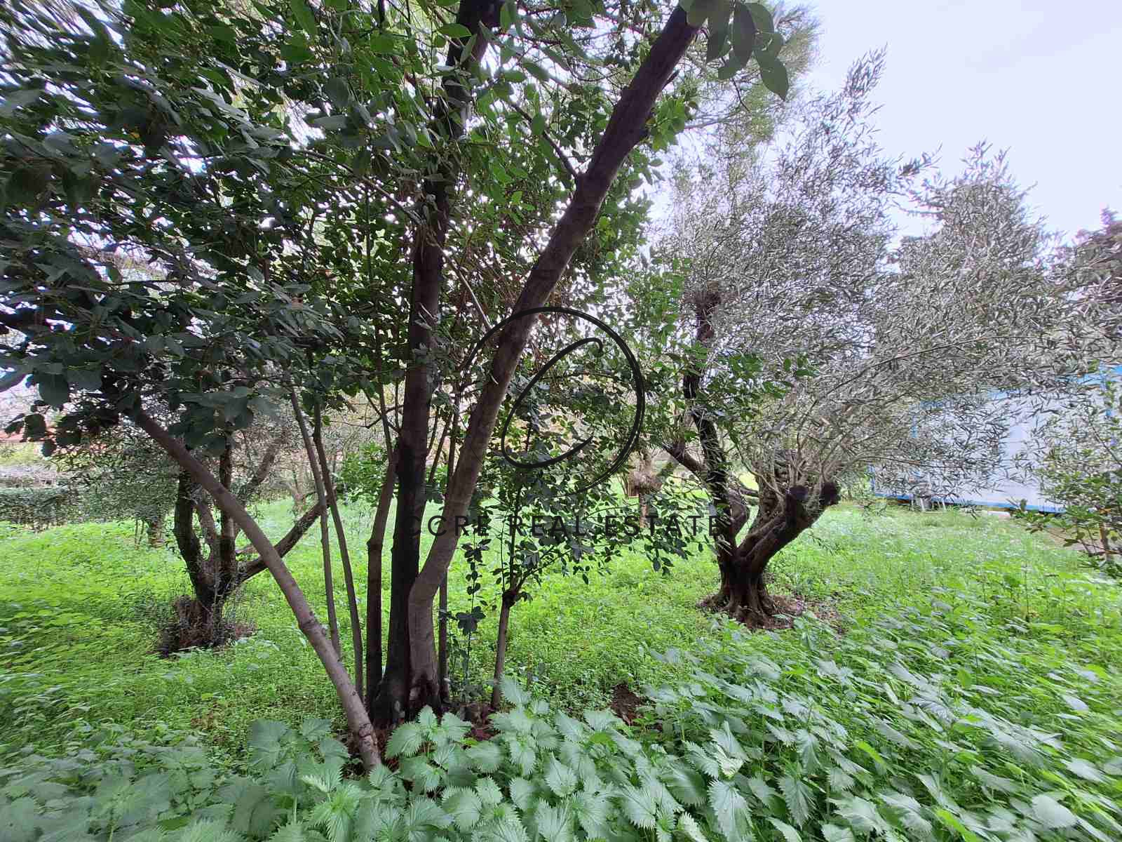 Gallery image 6