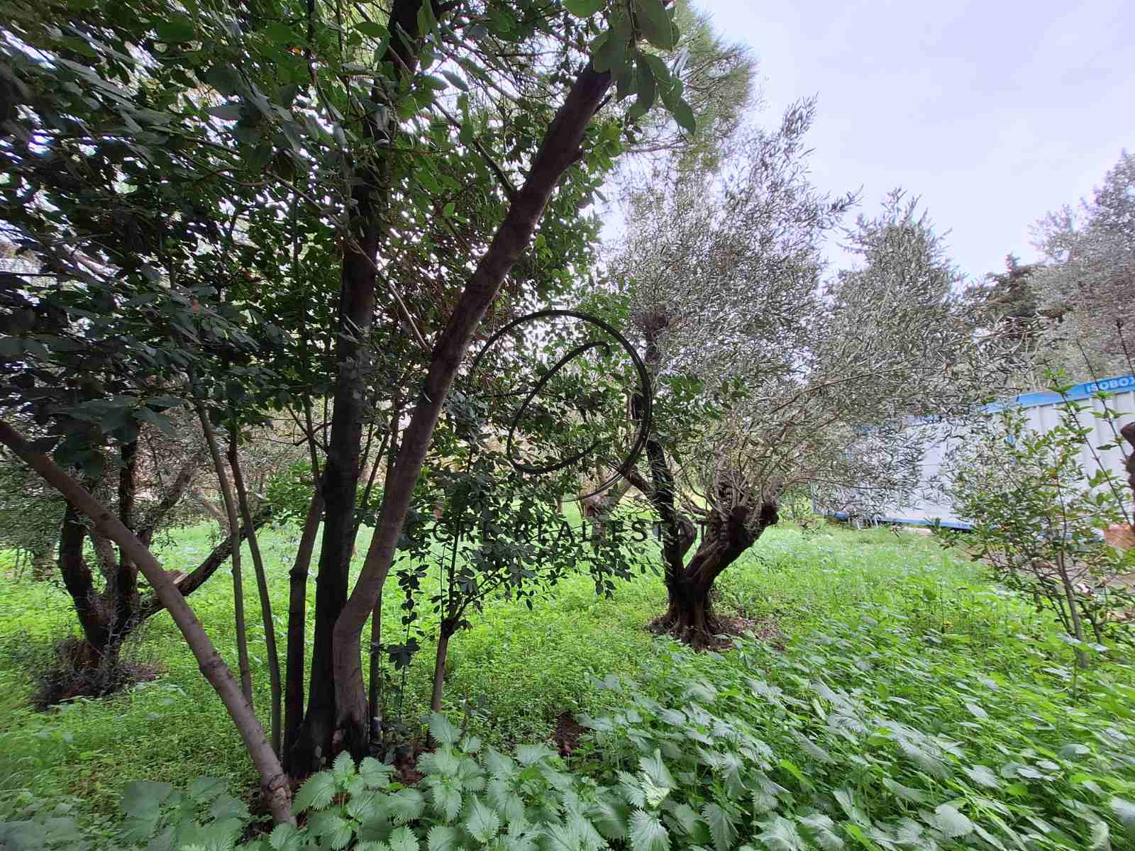 Gallery image 5
