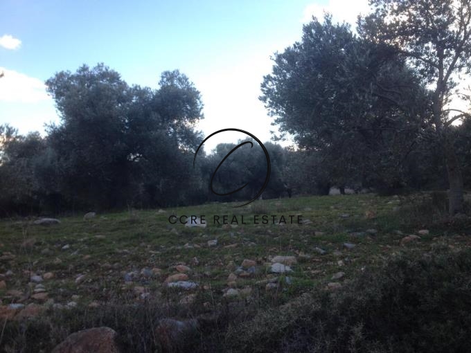 Gallery image 7